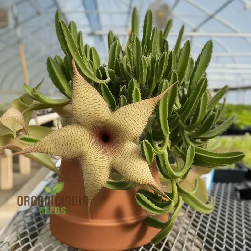 Giant Starfish Flower Seeds, Rare Hermia, Zulu Carrion Giant for Planting