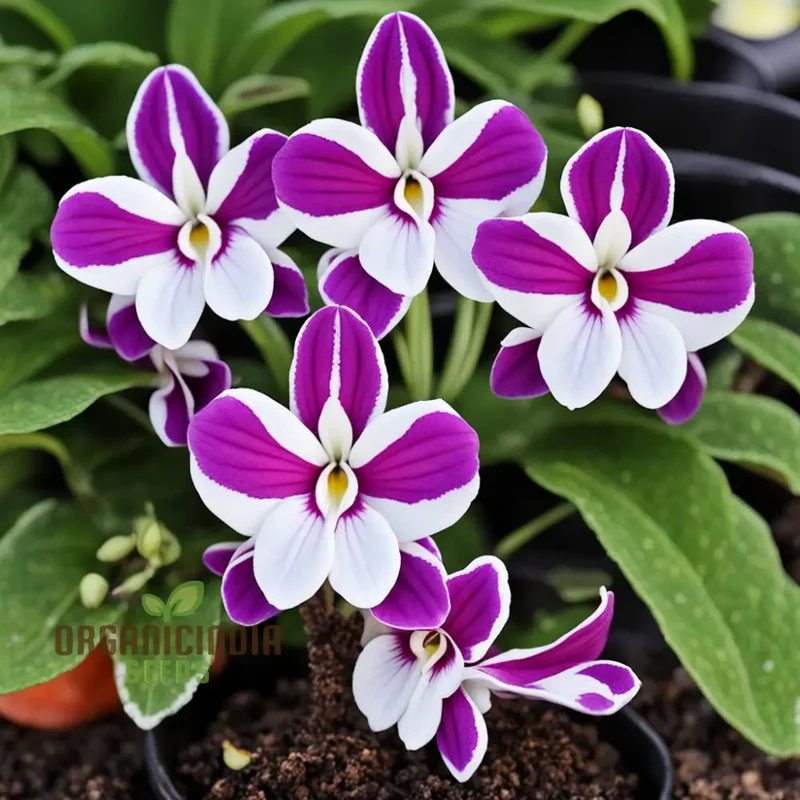 Streptocarpus Seeds – Cape Primrose Mixed Colors for Indoor & Garden Planting