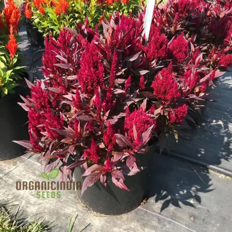 Celosia Red Fire Flower Seeds - Vibrant Blooms, Easy to Grow, Stunning Addition to Any Garden