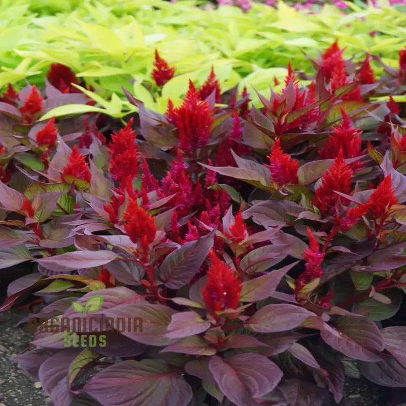 Celosia Red Fire Flower Seeds - Vibrant Blooms, Easy to Grow, Stunning Addition to Any Garden