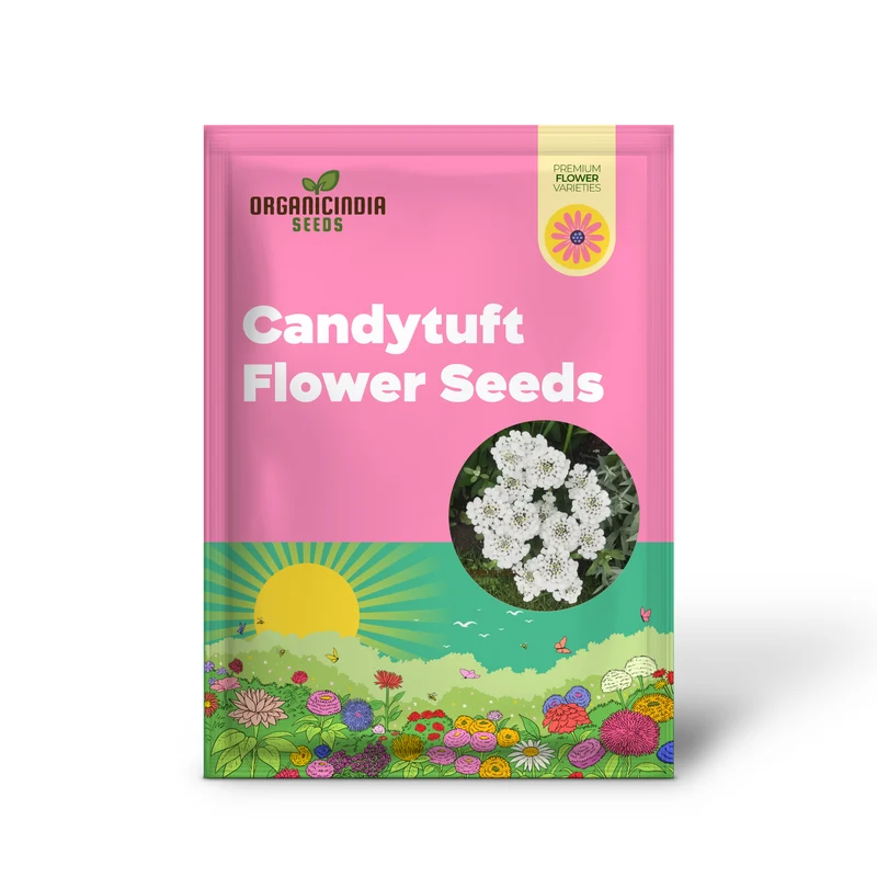 Candytuft White Flower Seeds, Easy to Grow, Perennial Blooms, Ideal for Borders and Gardens