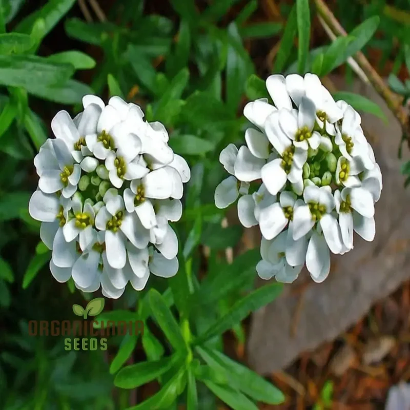 Candytuft White Flower Seeds, Easy to Grow, Perennial Blooms, Ideal for Borders and Gardens