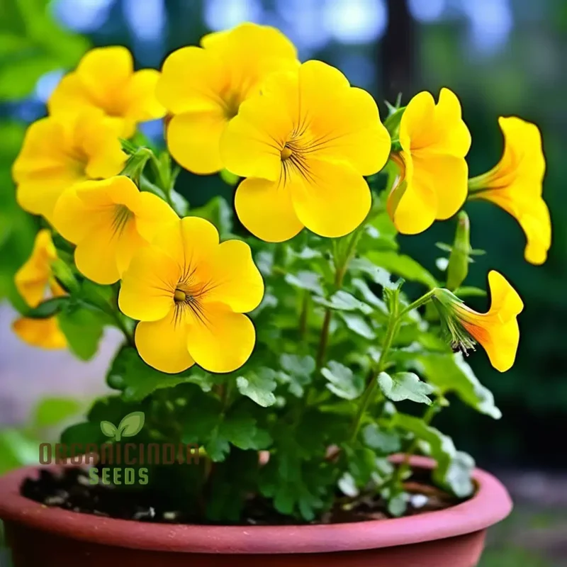 Beautiful Yellow Superbells Calibrachoa Flower Seeds, High-Quality Seeds for Vibrant Garden Blooms