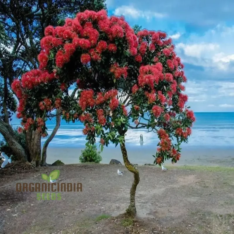 Pohutukawa Seeds for Planting,Elevate Your Gardening Experience with Stunning Blooms