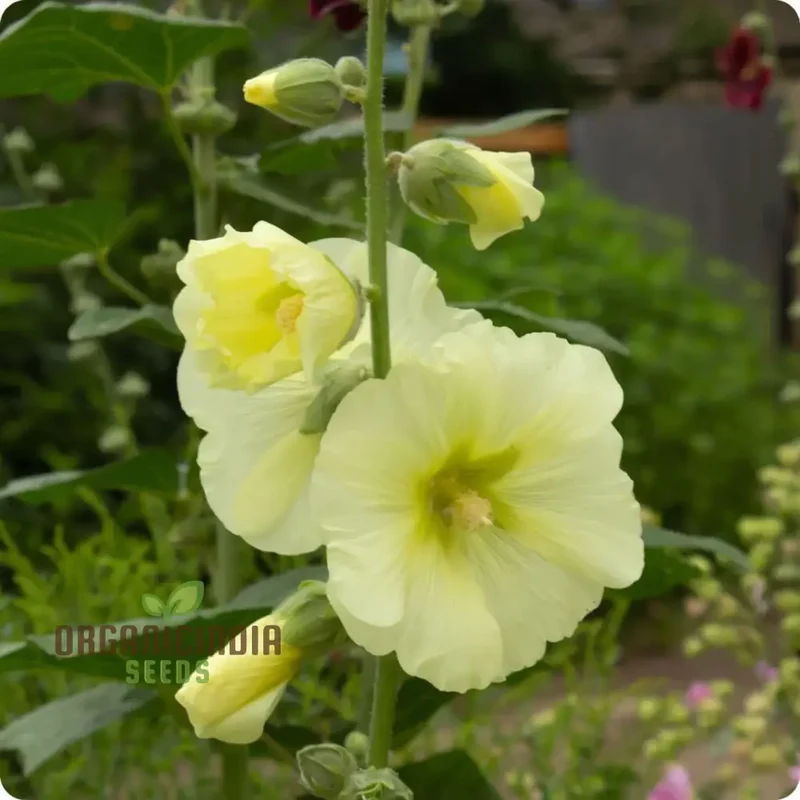 Radiant Blooms, Yellow Giant Hollyhock Flower Seeds - Ideal for Perennial Planting and Gardening to Enrich Your Landscape