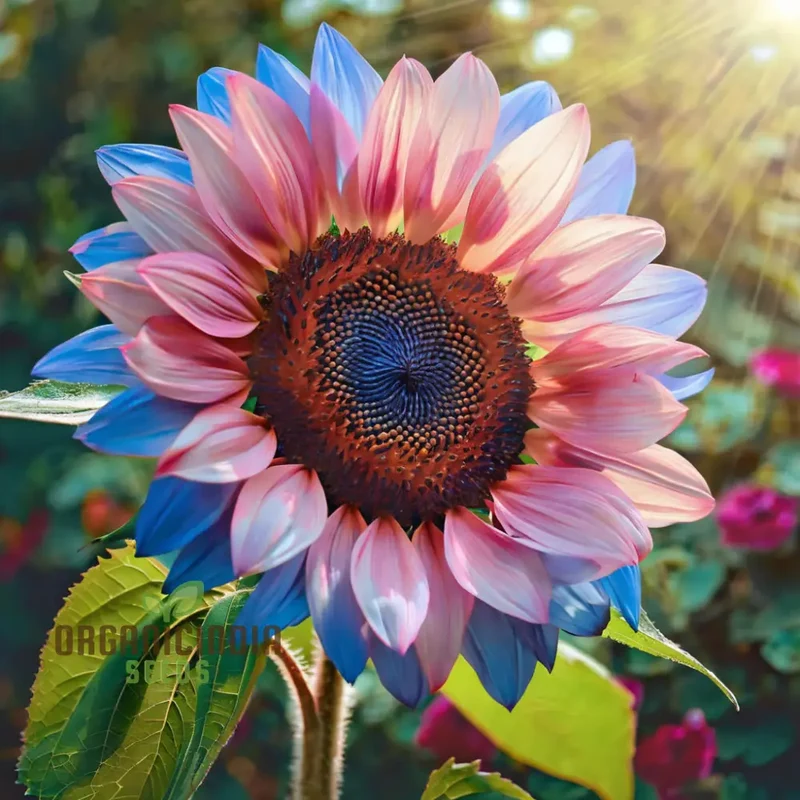 Rare Bright Blue Sunflower Seeds - Unique Blooms for Eye-Catching Garden Displays
