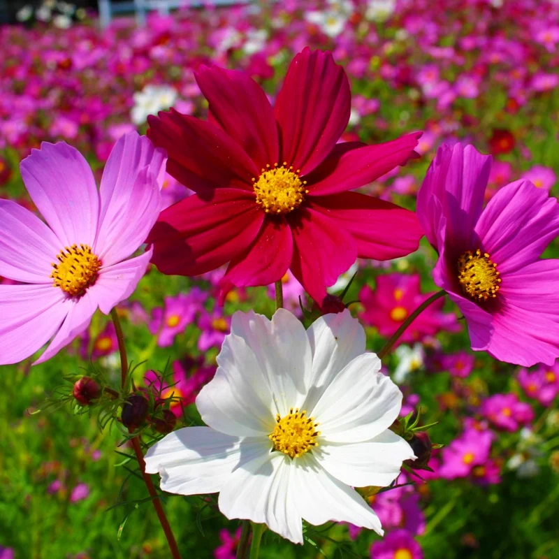 Cosmos Seeds (Blush Pink Cosmos Seeds) - Exquisite Blooms for Garden Displays
