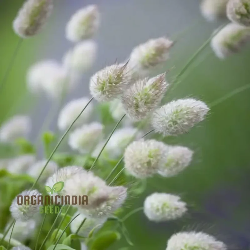 Charming Bunny Tails Flower Seeds, Enhance Your Garden with Delightful Blossoms, Perfect for Planting and Gardening Enthusiasts