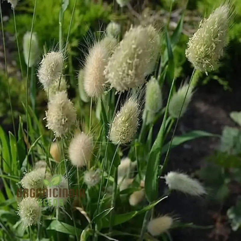 Charming Bunny Tails Flower Seeds, Enhance Your Garden with Delightful Blossoms, Perfect for Planting and Gardening Enthusiasts