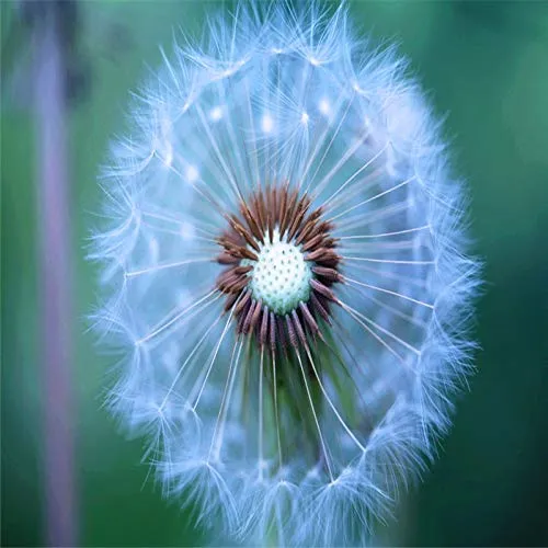 Dente Di Leone Flower Seeds – Elegant Hardy Garden Blooms
