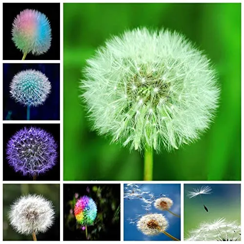 Dente Di Leone Flower Seeds – Elegant Hardy Garden Blooms