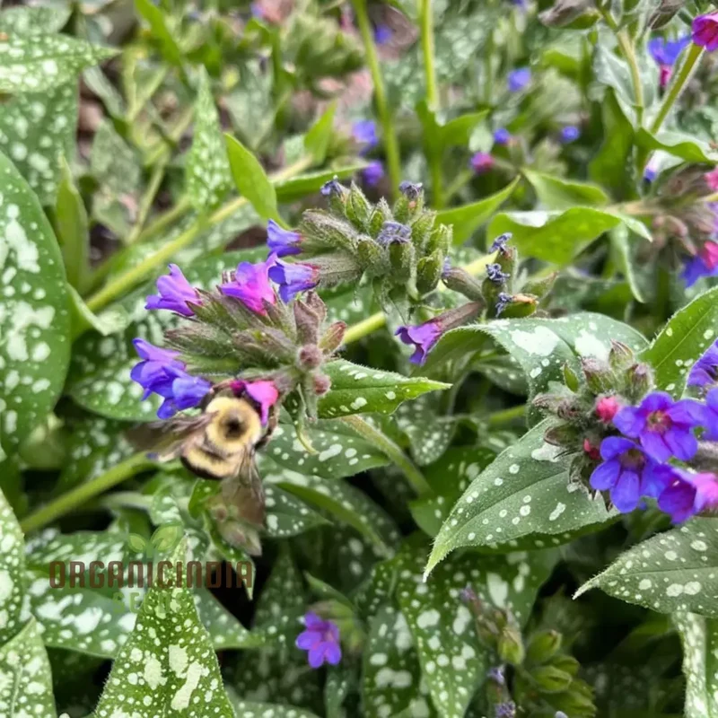 Blue Lungwort Seeds or Pulmonaria Officinalis Seeds for Planting