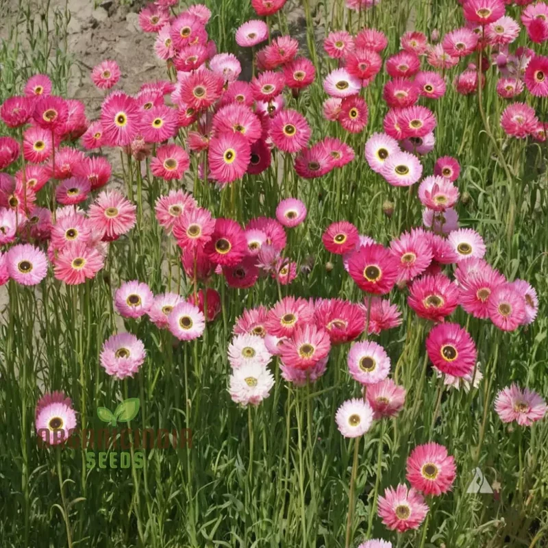 Helipterum Roseum: Giant Flower Mix Seeds - Bloom Beautifully with Our Premium Collection!
