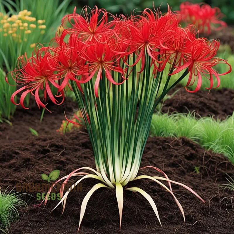 Heirloom Red Spider Lily Flower Seeds, Bulbs Lycos's Radiata Bulbs for Fall Planting(3 Pcs)