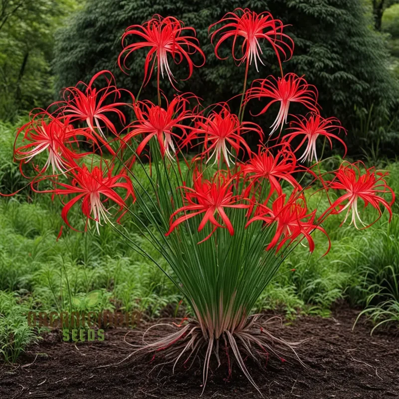 Heirloom Red Spider Lily Flower Seeds, Bulbs Lycos's Radiata Bulbs for Fall Planting(3 Pcs)