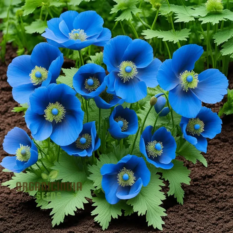 Himalayan Blue Poppy flower Seeds, Captivating and Vivid Blue Flowers, Short-Lived Perennials Ornamental Plant in Shaded Borders