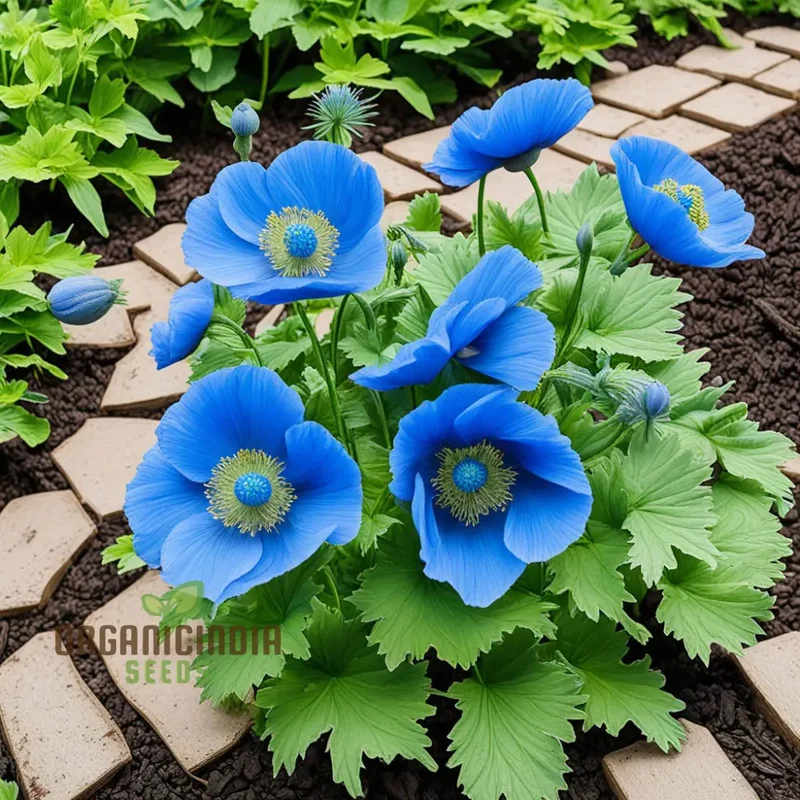 Himalayan Blue Poppy flower Seeds, Captivating and Vivid Blue Flowers, Short-Lived Perennials Ornamental Plant in Shaded Borders