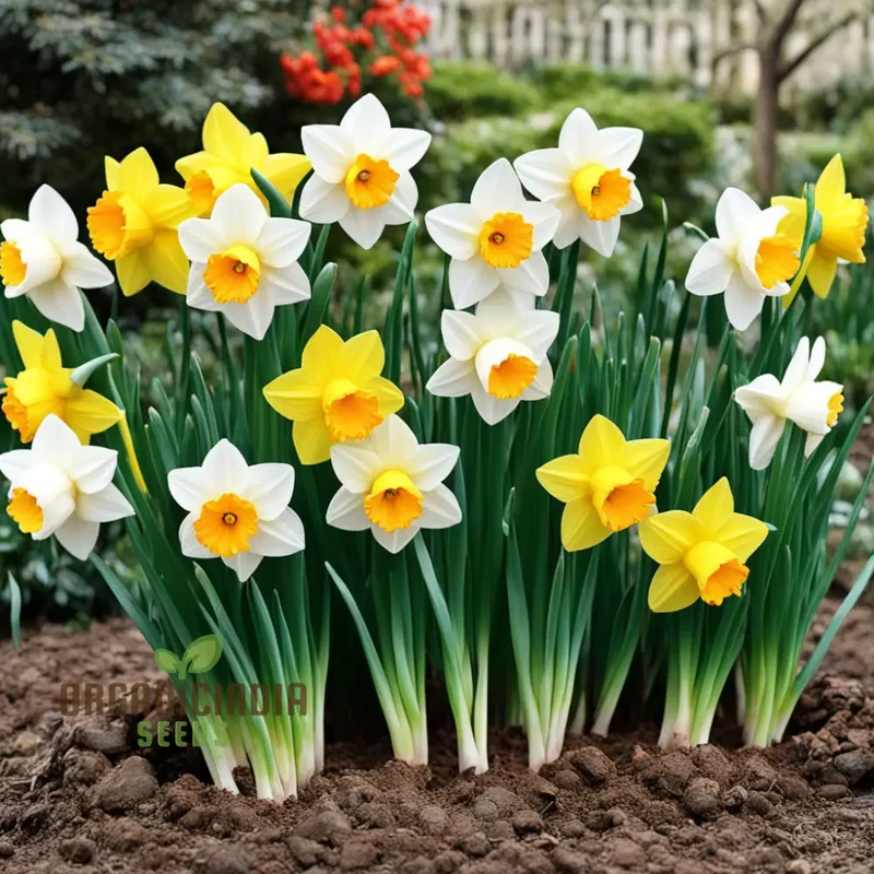 Double Petals Narcissus Daffodil Flower Seeds, Plant Your Own Stunning Blooms