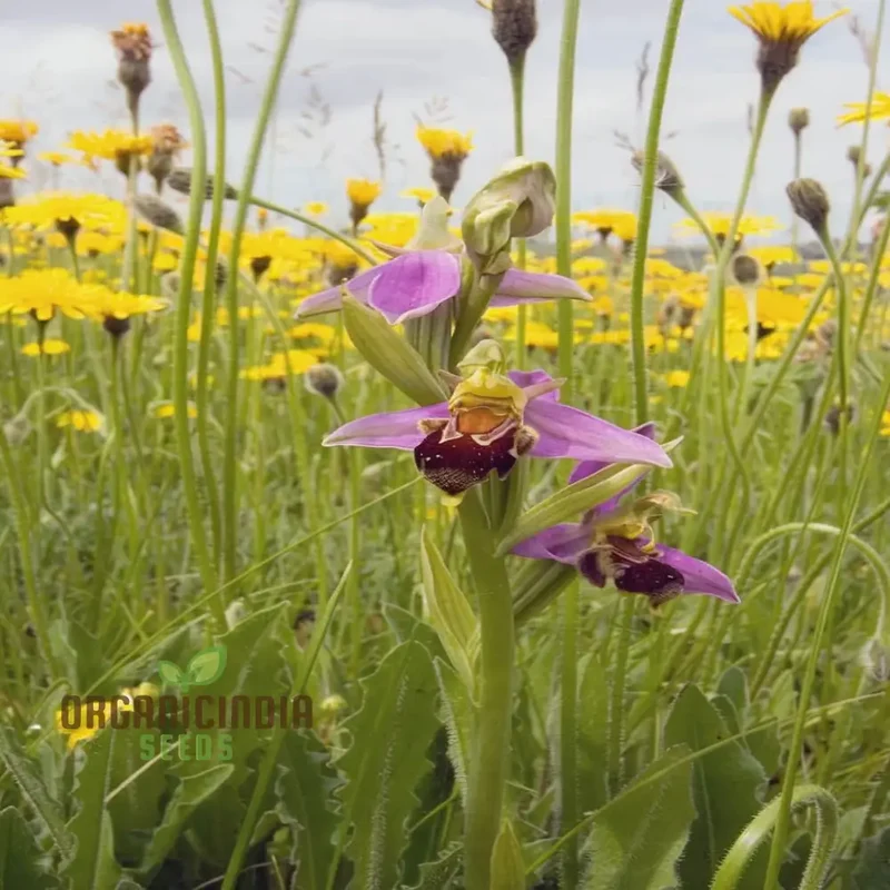 Procumbent Bee Orchid Seeds, Grow Exquisite Flowers at Home and Garden, Discover the Beauty Orchid Flower Seeds