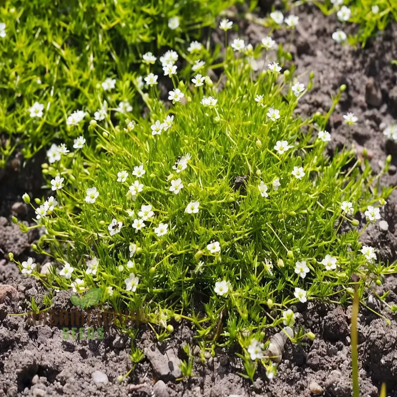 Lush Green Ground Cover, Irish Moss Planting Flower Seeds - Perfect for Planting and Gardening to Enhance Your Garden's Charm
