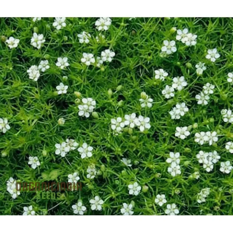 Lush Green Ground Cover, Irish Moss Planting Flower Seeds - Perfect for Planting and Gardening to Enhance Your Garden's Charm