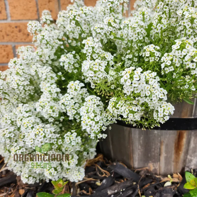 Create a Carpet of Blooms, Sweet Alyssum Flower Seeds - Ideal for Planting and Gardening to Transform Your Garden with Fragrant Beauty