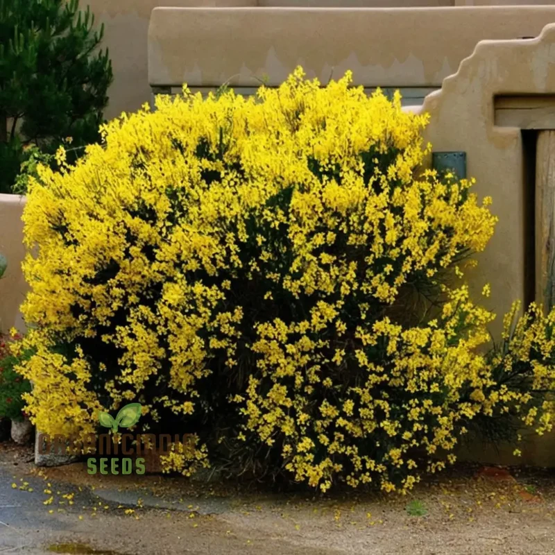 Spartium Junceum Seeds – Fragrant Spanish Broom for Sunny Landscapes, Borders, Driveways, Slopes & Drought-Tolerant Gardening