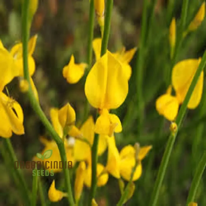 Spartium Junceum Seeds – Fragrant Spanish Broom for Sunny Landscapes, Borders, Driveways, Slopes & Drought-Tolerant Gardening