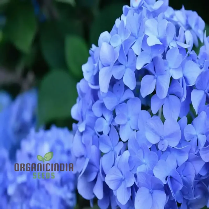 Blue Hydrangea Seeds – Vibrant Garden Blooms for Elegant Landscaping