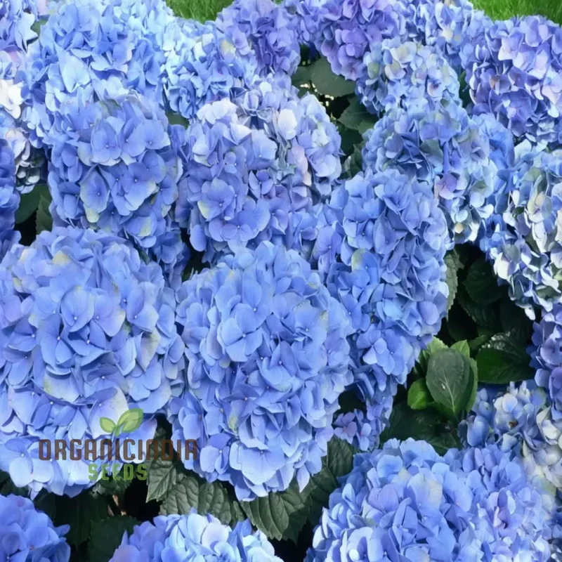 Blue Hydrangea Seeds – Vibrant Garden Blooms for Elegant Landscaping