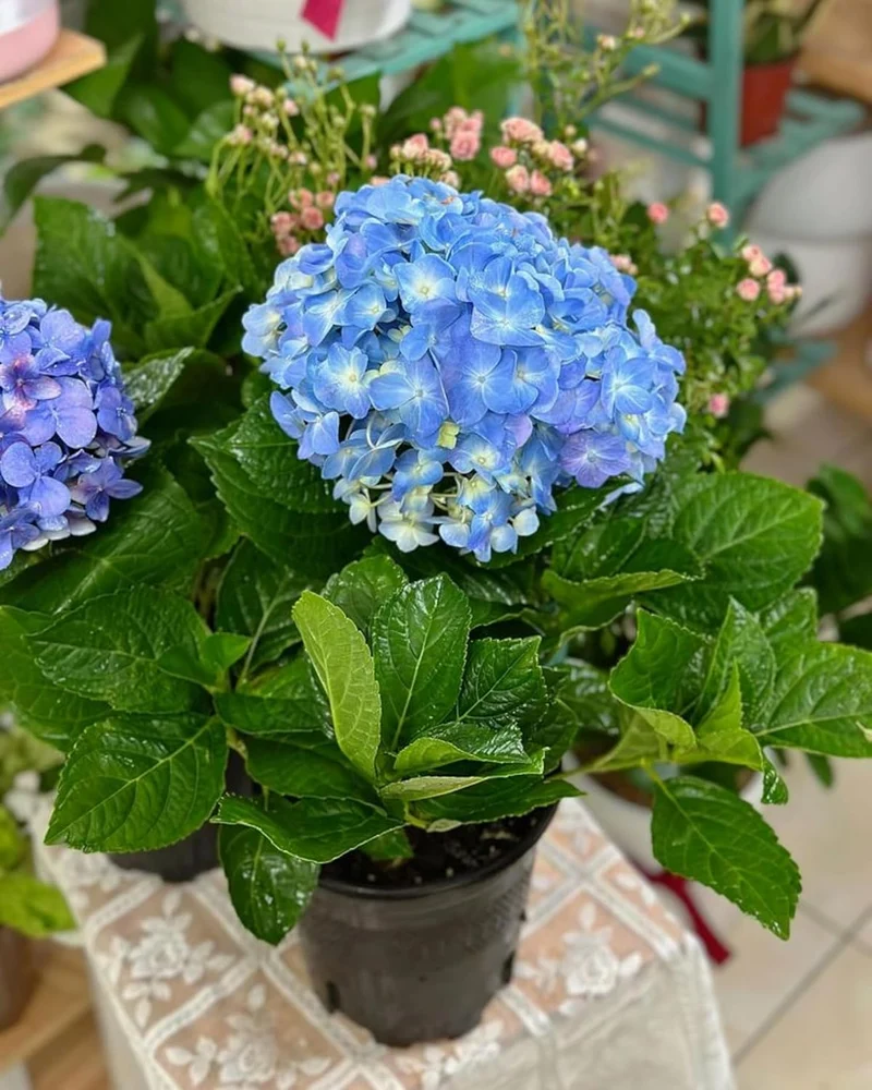 Blue Hydrangea Seeds – Vibrant Garden Blooms for Elegant Landscaping