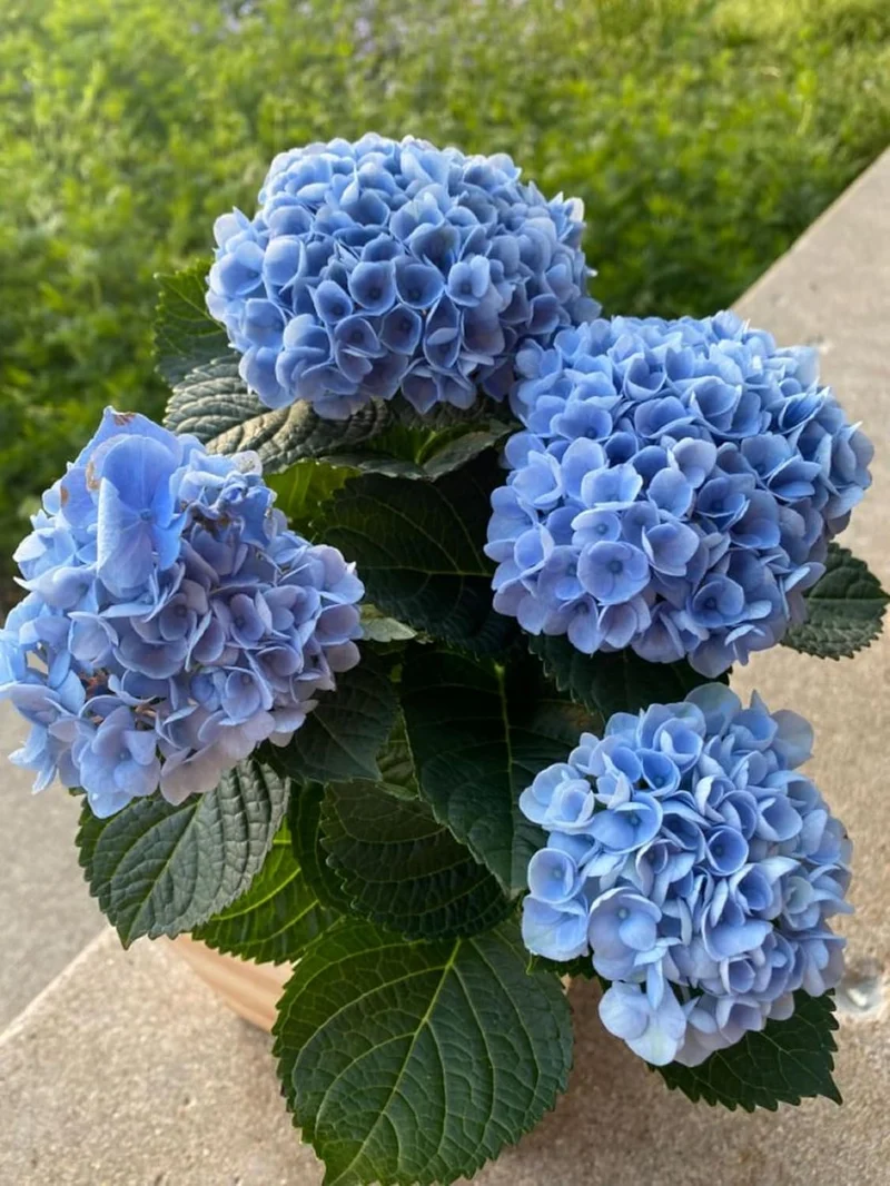Blue Hydrangea Seeds – Vibrant Garden Blooms for Elegant Landscaping