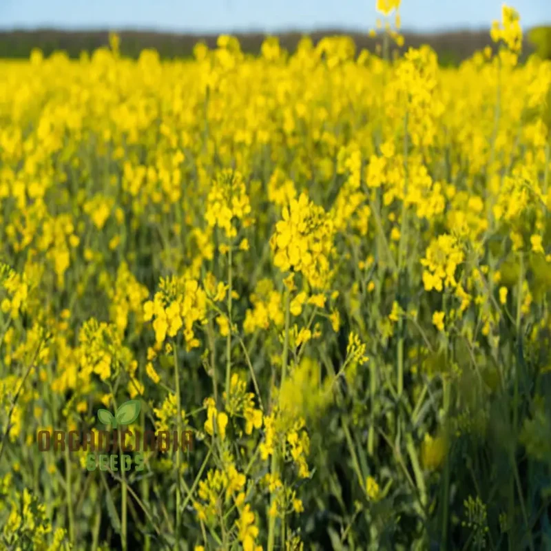 Canola Flower Seeds – Bright Yellow Blooms for Home Gardens and Landscaping