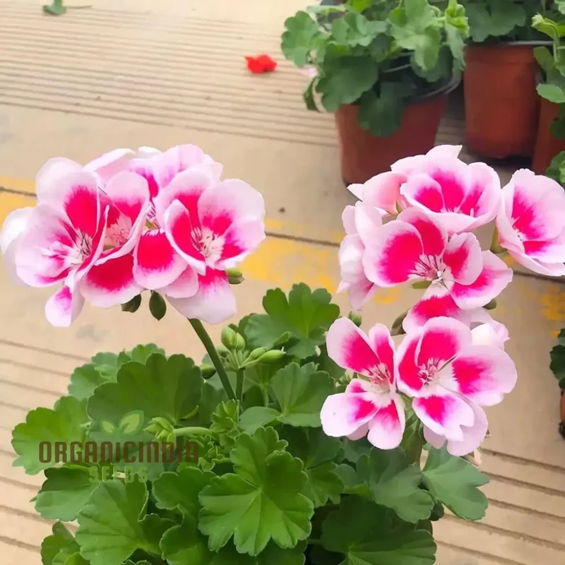Geranium Flower Seeds Strip in Pink Color for Planting and Gardening - Ideal for Vibrant Garden Blooms