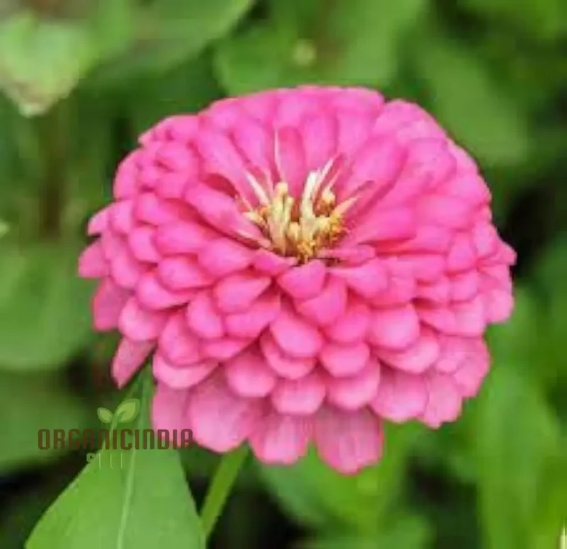 Zinnia Imported Flower Seeds for Vibrant Garden Blooms | High-Quality Gardening Essentials for Colorful and Lush Gardens