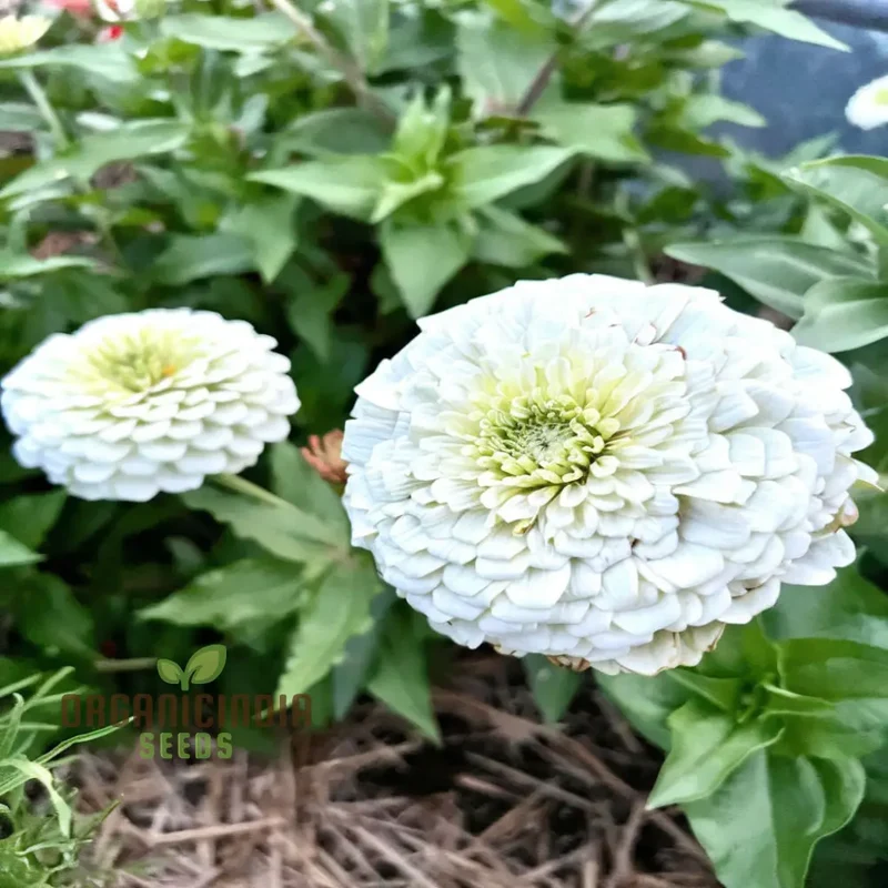 Imported White Zinnia Flower Seeds, Premium Quality, Vibrant Blooms, Perfect for Gardens