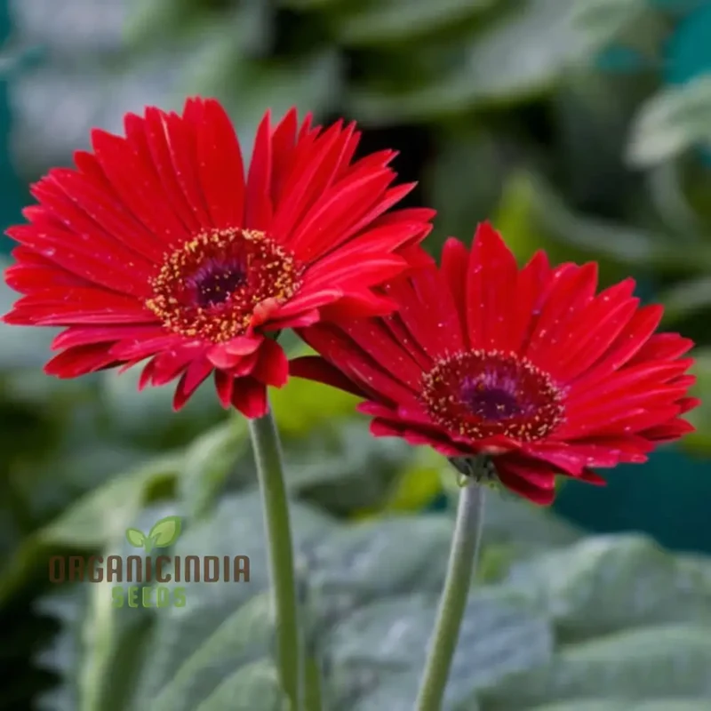 Red Gerbera Flower Seeds - Vibrant Blooms for Stunning Garden Planting and Gardening