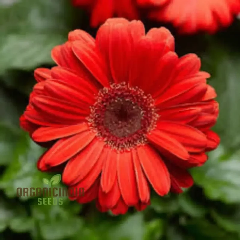 Red Gerbera Flower Seeds - Vibrant Blooms for Stunning Garden Planting and Gardening