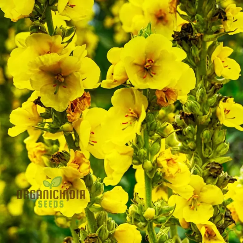Verbascum Densiflorum Flower Seeds, Tall Vibrant Blooms, Perfect for Pollinator Gardens