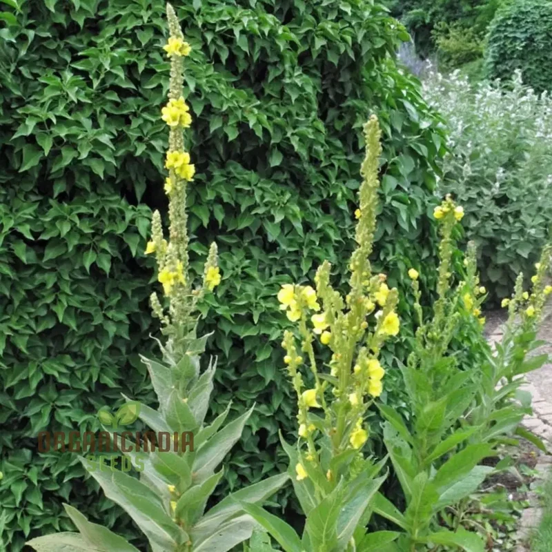 Verbascum Densiflorum Flower Seeds, Tall Vibrant Blooms, Perfect for Pollinator Gardens