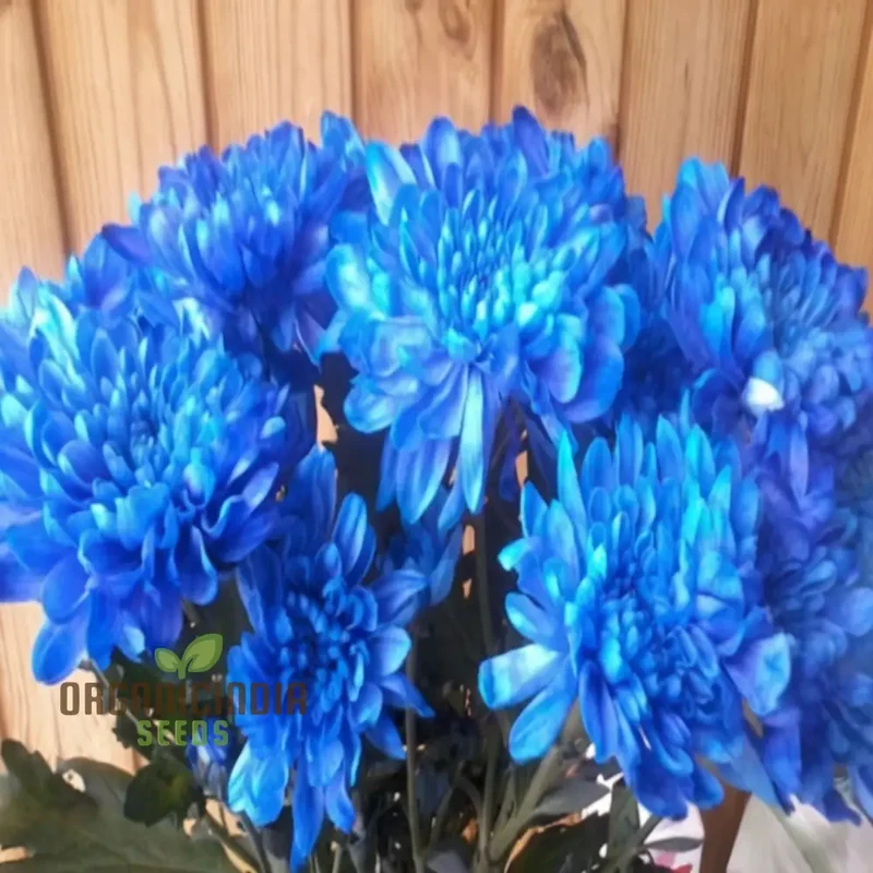 Blue Chrysanthemum Flower Seeds - Stunning Azure Blooms for Mesmerizing Garden Displays