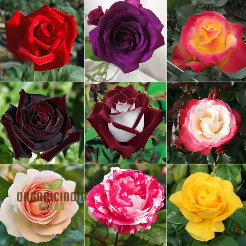 Hybrid All Season Mixed Rose Flower Seeds - Elevate Your Gardening with a Spectacular Array of Blooms, Perfect for Every Season