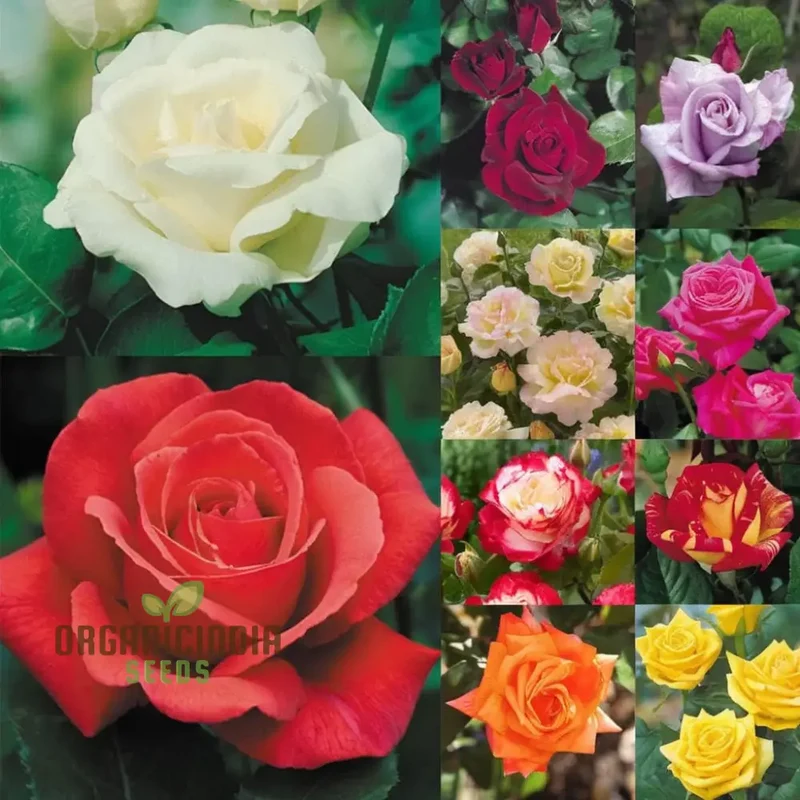 Hybrid All Season Mixed Rose Flower Seeds - Elevate Your Gardening with a Spectacular Array of Blooms, Perfect for Every Season