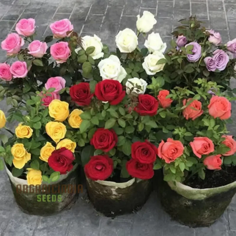 Hybrid All Season Mixed Rose Flower Seeds - Elevate Your Gardening with a Spectacular Array of Blooms, Perfect for Every Season