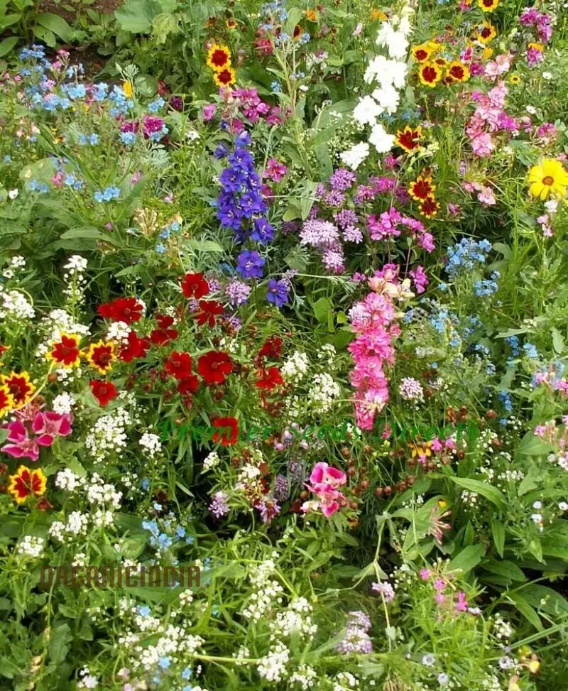 Native & New World Annual Mix Flower Seeds, Vibrant, Hardy Blooms, Grow Your Garden with Vibrancy