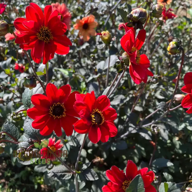 Dahlia Bishop's Children Seeds – Vibrant Mixed Colors for Garden Planting