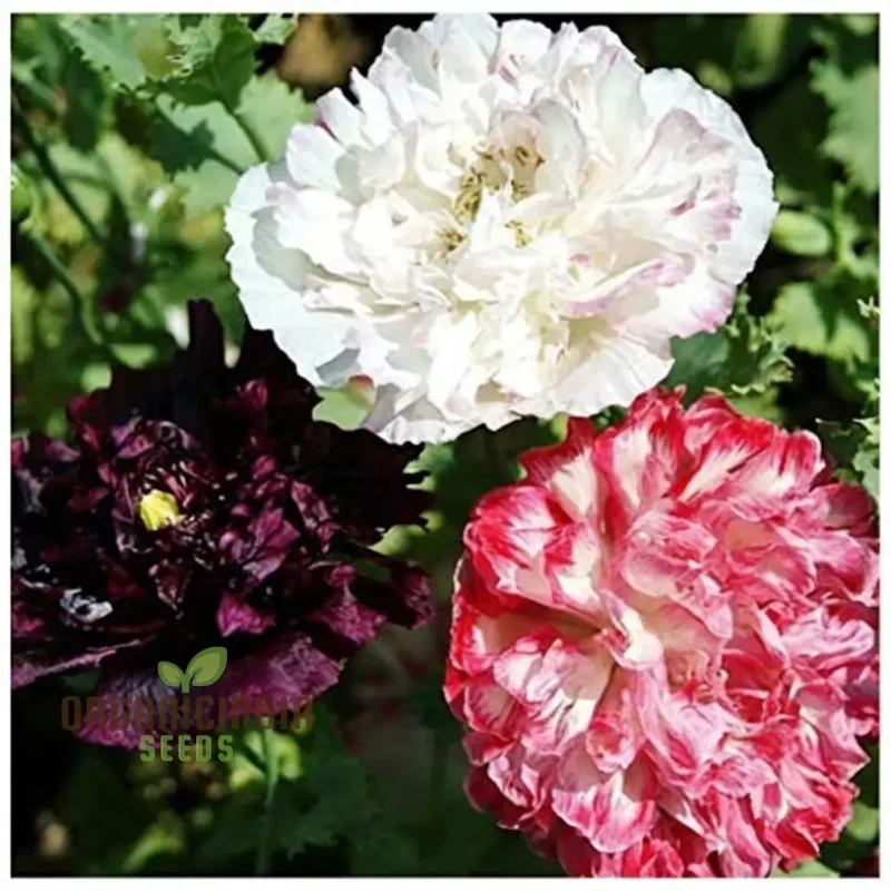 Antique Shades Mix Poppy (Paeoniflorin) Seeds - Vintage Blooms for Elegant Garden Displays