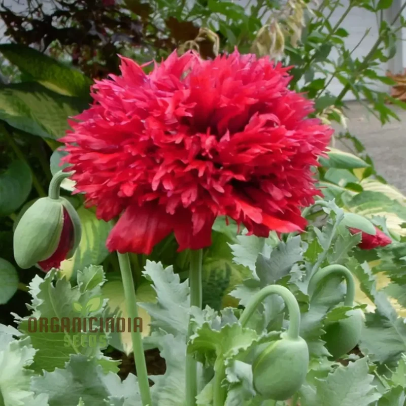 Antique Shades Mix Poppy (Paeoniflorin) Seeds - Vintage Blooms for Elegant Garden Displays