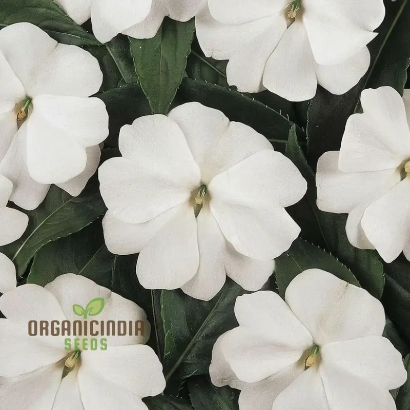 Impatiens Walleriana 'Busy Lizzie' Flower Seeds, Baby Series White â€“ Vibrant Blossoms for Your Garden