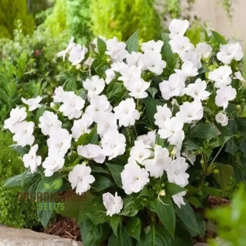 Impatiens Walleriana 'Busy Lizzie' Flower Seeds, Baby Series White â€“ Vibrant Blossoms for Your Garden